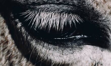 Smag På Dig Selv Turn Club Music Into a Physical Language on This Is Why We Lost