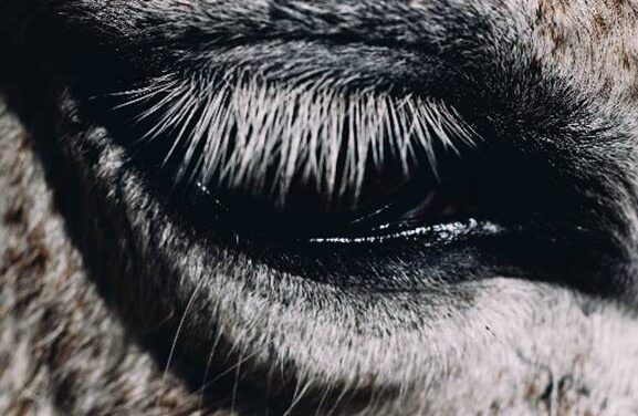 Smag På Dig Selv Turn Club Music Into a Physical Language on This Is Why We Lost